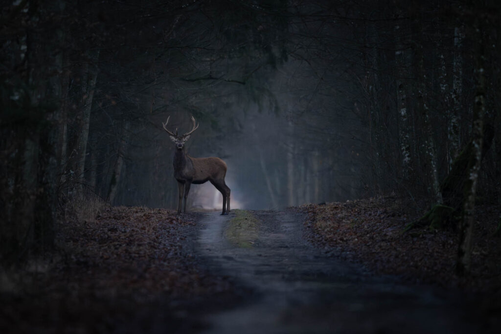 Jeleń szlachetny stojący na leśnej drodze o świcie w Puszczy Białowieskiej