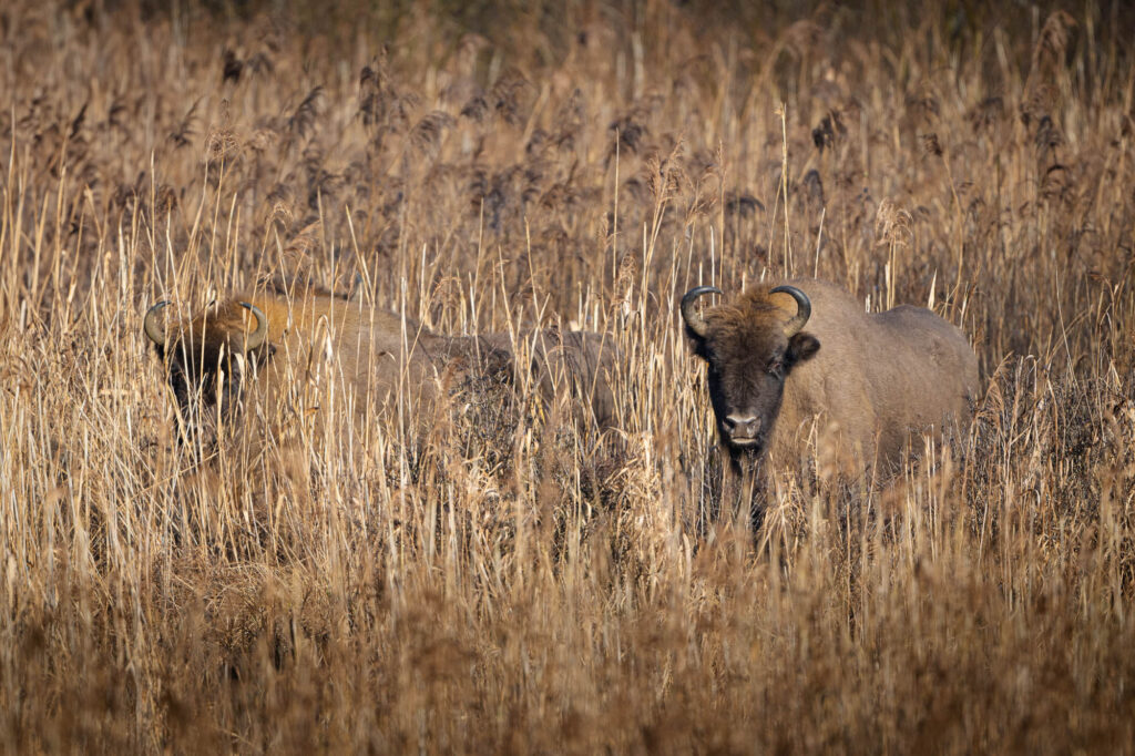 Żubry w wysokiej trzcinie na skraju lasu
