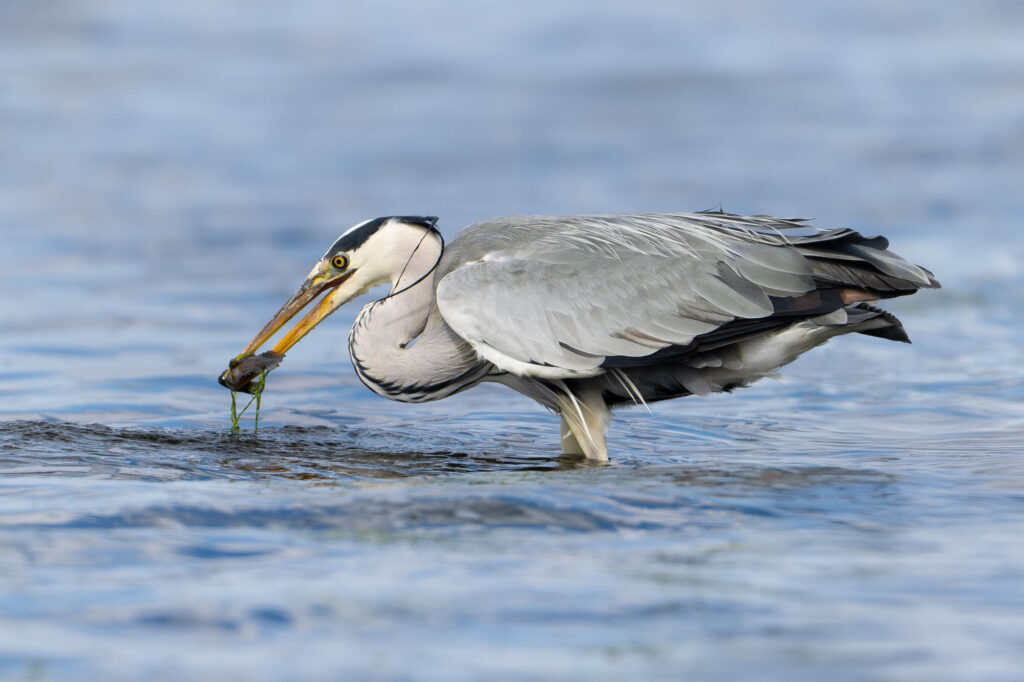Czapla siwa łapiąca rybę w płytkiej wodzie