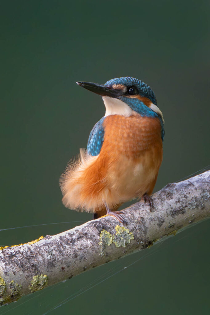 Zimorodek siedzący na porośniętej gałęzi