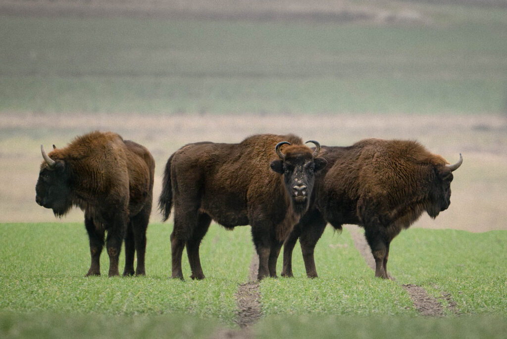 Trzy żubry na tle pól uprawnych w okolicy Puszczy Białowieskiej