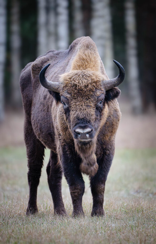 Żubr patrzący prosto w obiektyw w Puszczy Białowieskiej