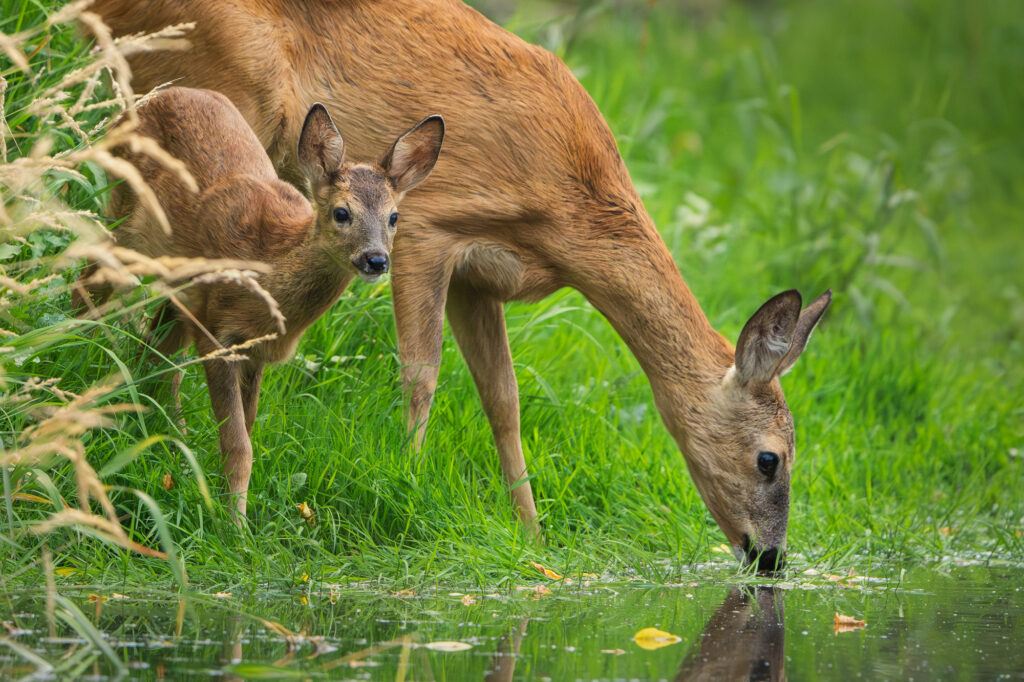Sarna z młodym przy wodopoju, zdjęcie wykonane w naturalnym środowisku w Polsce