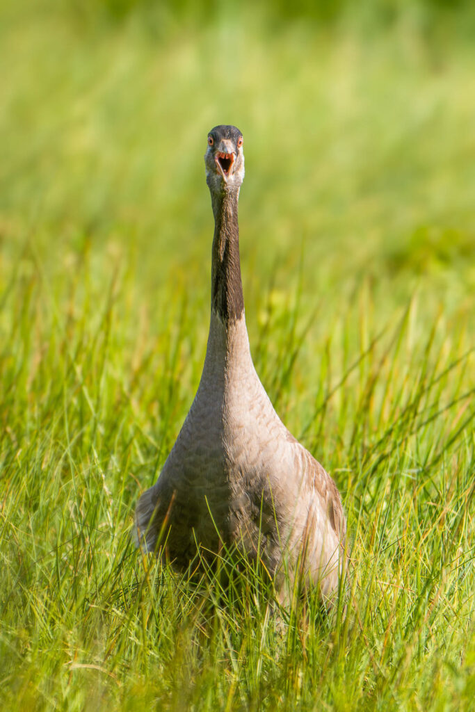Zabawne zdjęcie żurawia w trakcie donośnego nawoływania