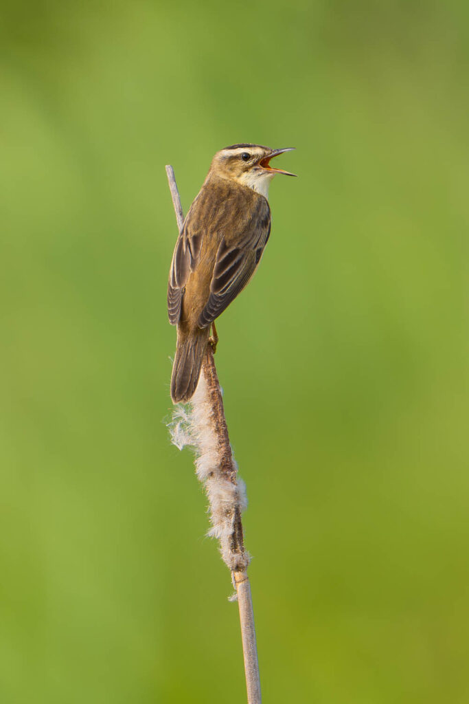 Trzcinniczek śpiewający na suchym pałkowcu