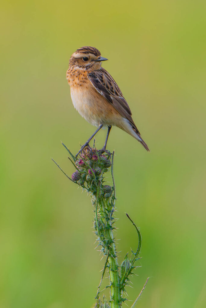 Pokląskwa siedząca na oście