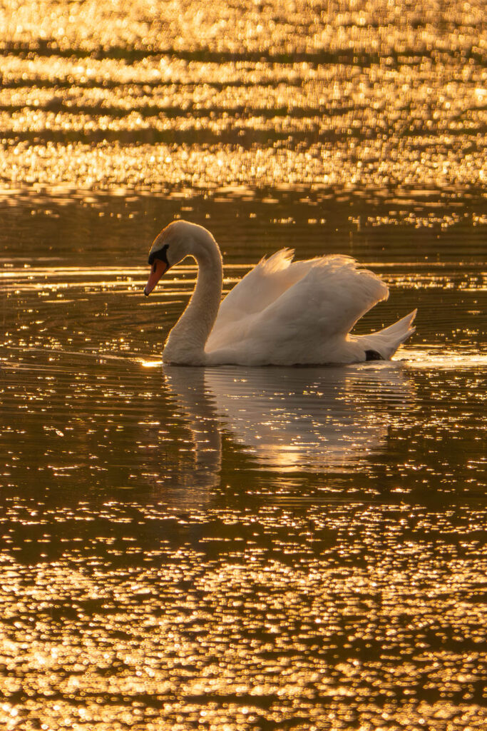 Łabędź niemy płynący po tafli wody skąpanej w złotym świetle zachodu słońca