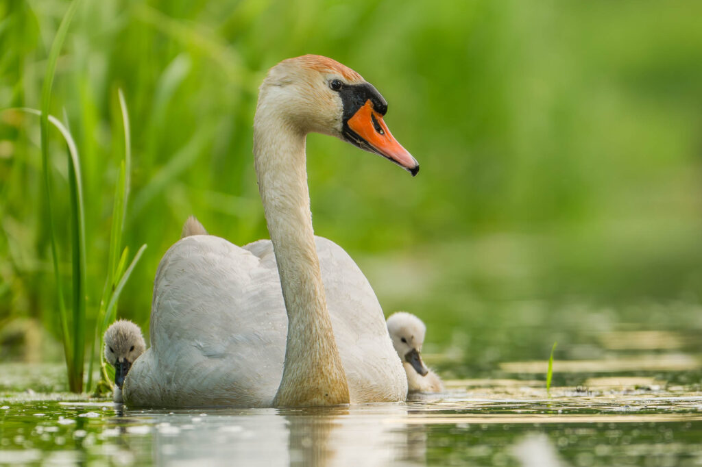 Łabędź niemy z dwoma pisklętami pływający po zielonym stawie