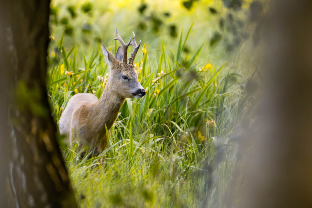 Rogacz stojący w gęstej zieleni między drzewami latem