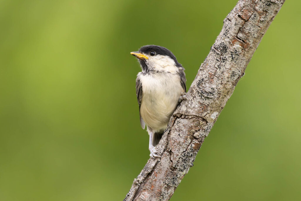 Młoda Czarnogłówka siedząca na gałęzi na tle zielonego rozmycia
