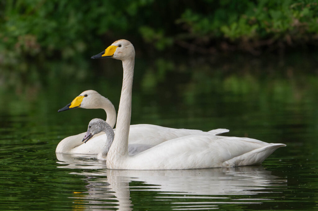 Rodzina łabędzi krzykliwych pływająca po spokojnym jeziorze, z młodym osobnikiem u boku