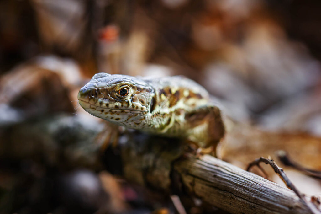 Jaszczurka zwinka wygrzewająca się na gałęzi wśród ściółki leśnej