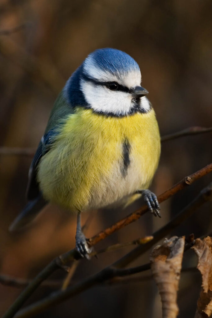 Zbliżenie modraszki siedzącej na gałęzi w ciepłym świetle poranka
