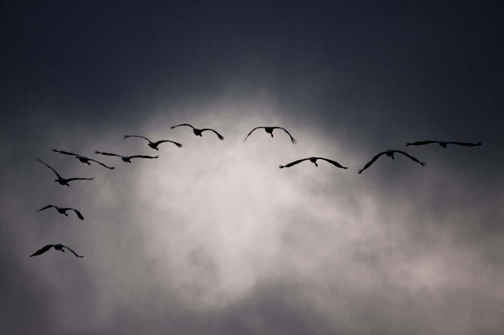 Żurawie zwyczajne lecące w formacji na tle ciemnego, burzowego nieba