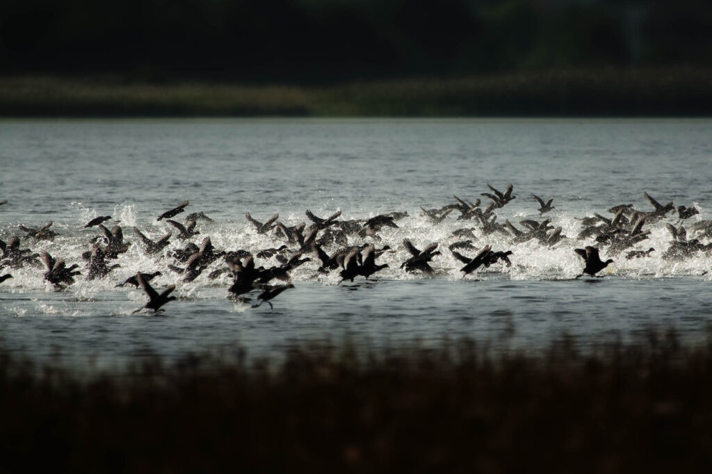 Stado kormoranów czarnych wznoszących się z jeziora, w rozbryzgu wody