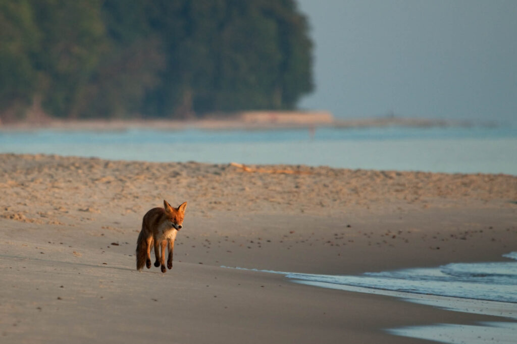 Lis biegnący po plaży o poranku