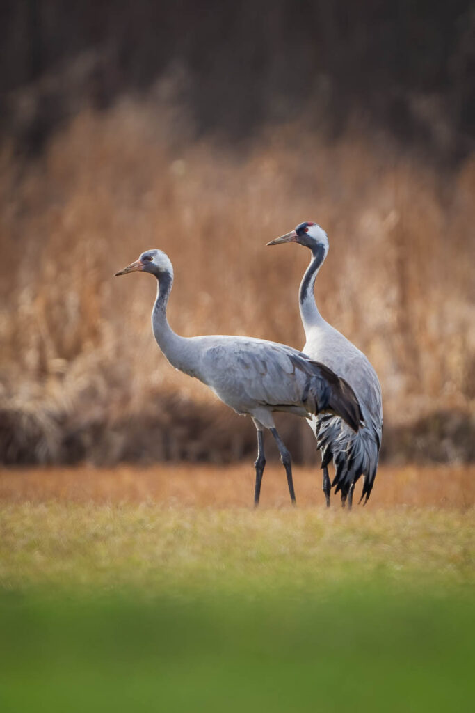 Dwa żurawie zwyczajne stojące na łące wczesną wiosną, z rozmytym tłem trzcin
