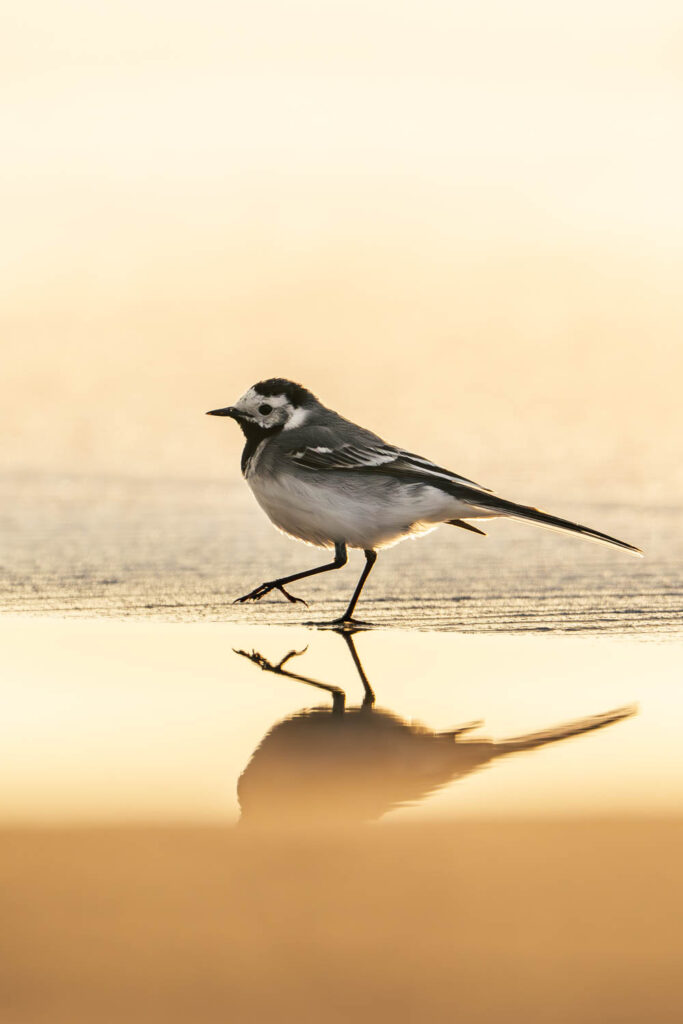 Pliszka siwa spacerująca po plaży w blasku słońca