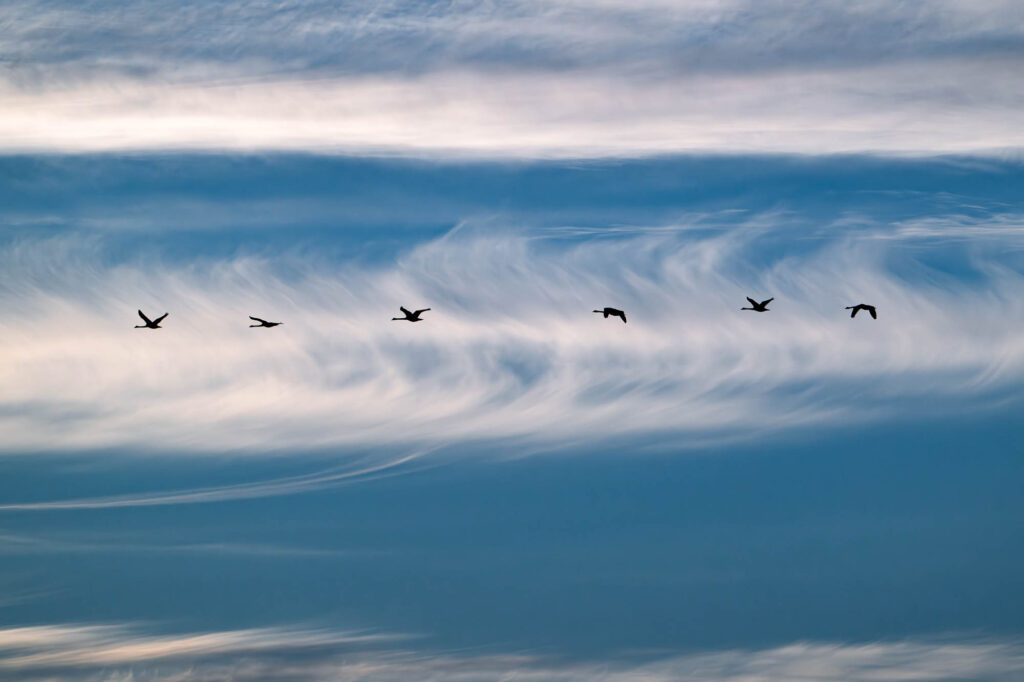 Sylwetki lecących łabędzi na tle malowniczego, falującego nieba o zachodzie słońca