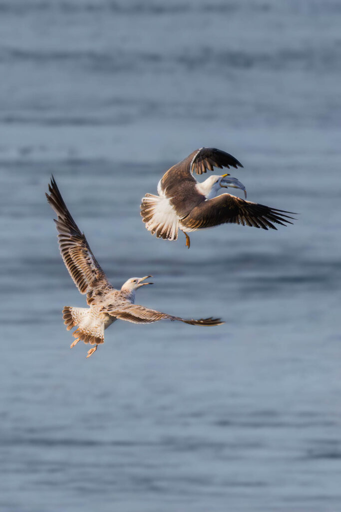 Dwie mewy w powietrzu walczące o zdobycz nad wodą