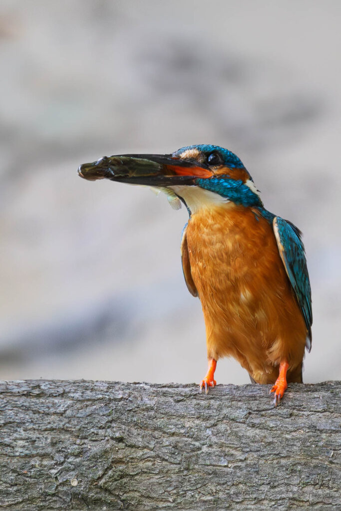 Zbliżenie na zimorodka z rybką w dziobie, siedzącego na konarze