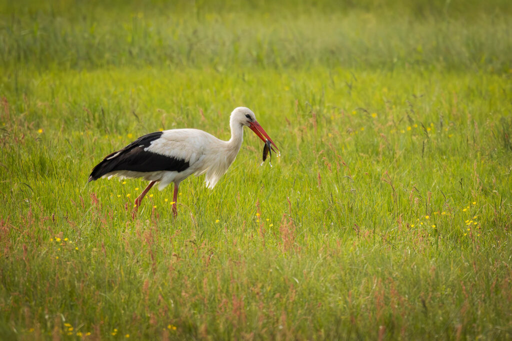 Bocian biały na łące z rybą w dziobie
