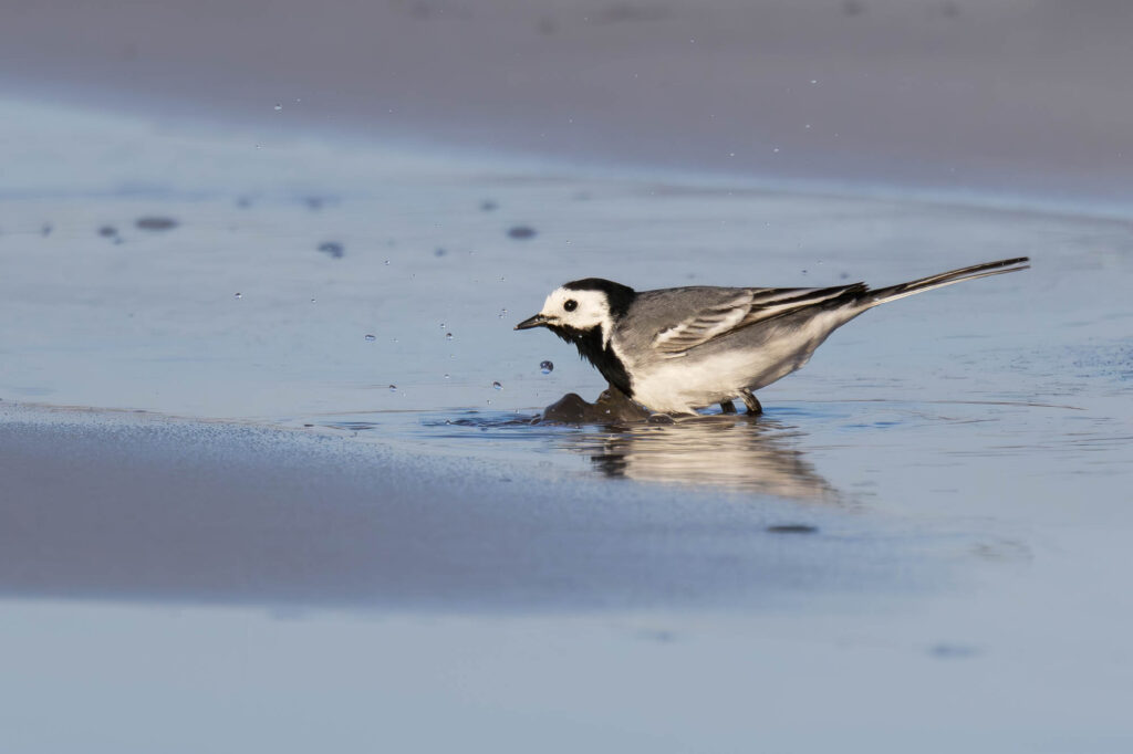 Pliszka siwa zanurzona w płytkiej wodzie podczas kąpieli