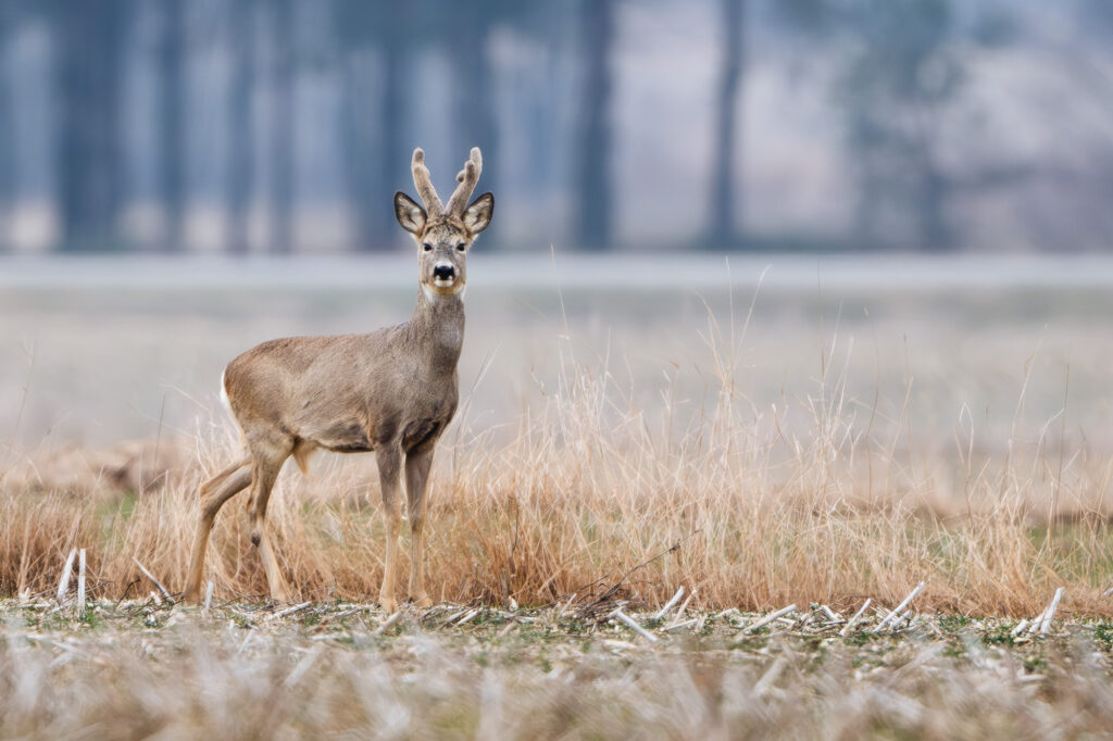 Samiec sarny z porożem stojący na polu