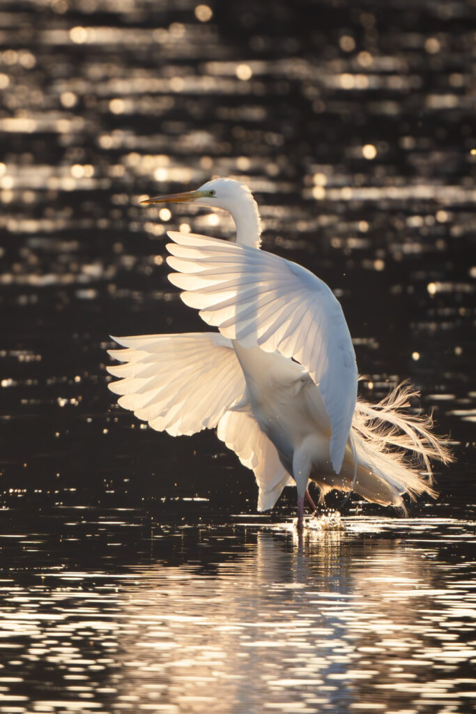 Czapla biała z rozpostartymi skrzydłami w złotym świetle