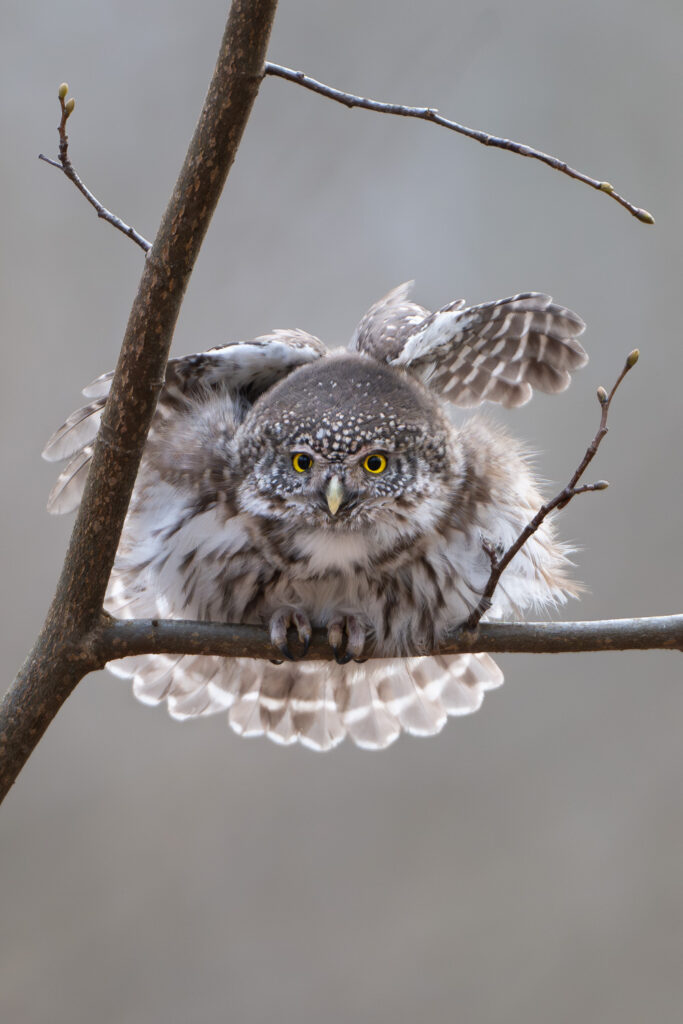 Sóweczka na gałęzi z rozłożonymi skrzydłami