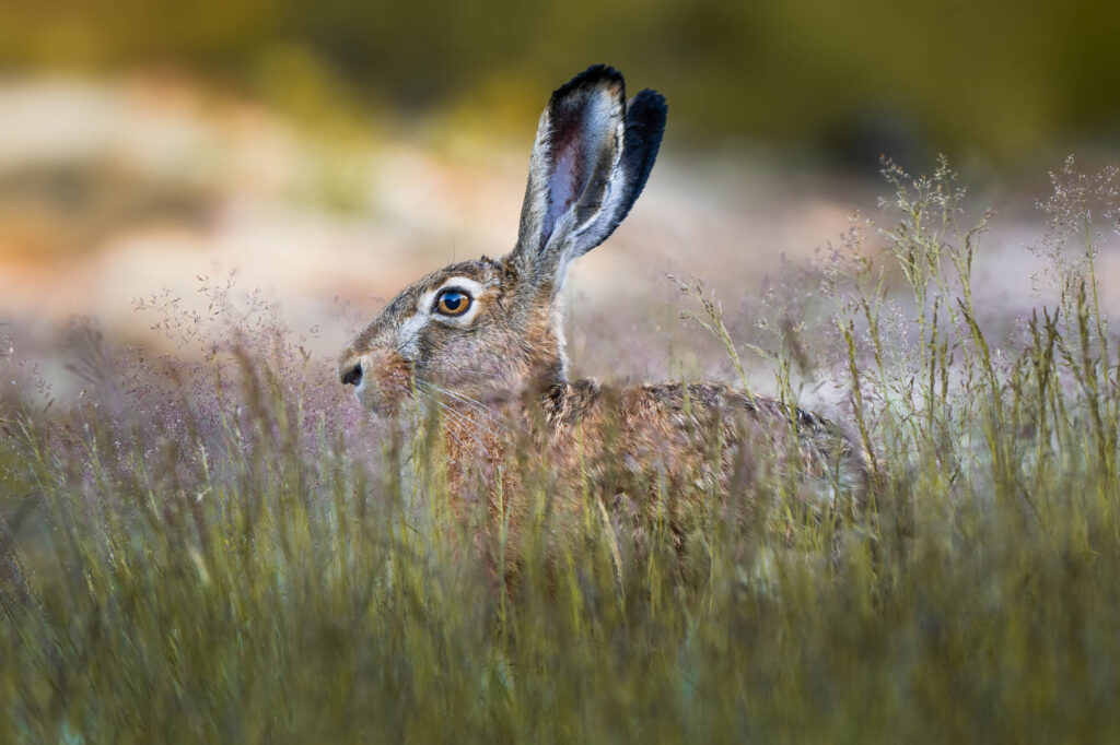 Zając szarak czujnie obserwujący otoczenie z ukrycia w wysokiej trawie