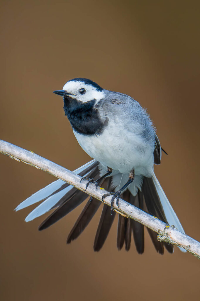 Pliszka siwa z rozpostartym ogonem siedząca na gałęzi, w pozie czujności