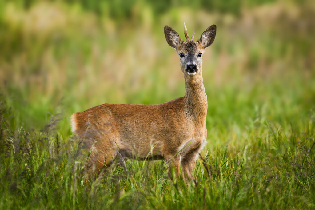 Młody samiec sarny – kozioł, stojący w wysokiej trawie, patrzący wprost w obiektyw