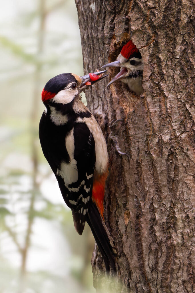 Dzięcioł duży karmiący pisklę w dziupli w korze drzewa