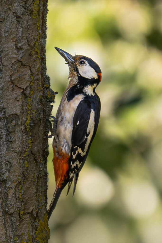 Dzięcioł duży wspinający się po pniu drzewa