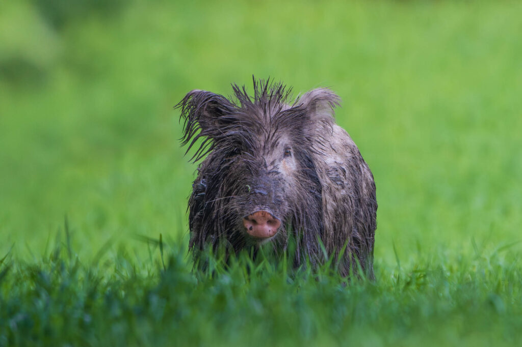 Dzik z mokrym futrem stojący w wysokiej trawie