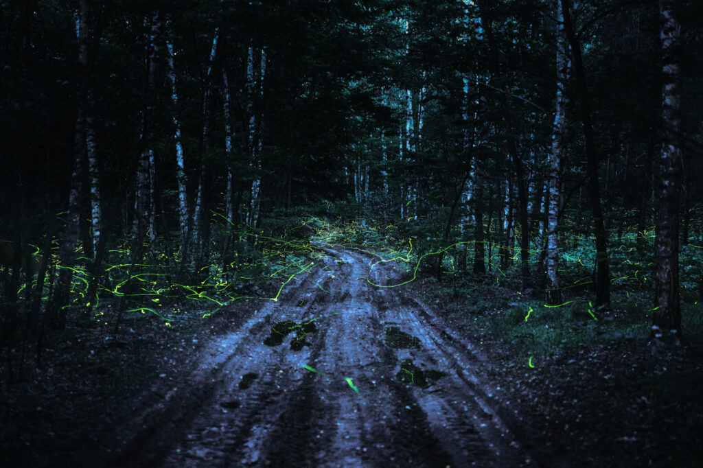 Długi czas naświetlania ukazuje błyski świetlików nad błotnistą leśną drogą wśród brzóz | fot. Marcin Skrobisz