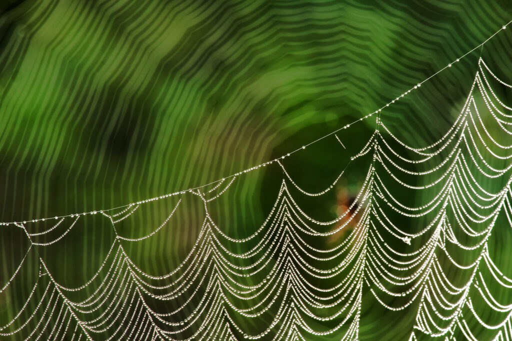 Misternie zbudowana pajęczyna pokryta kroplami rosy na zielonym tle z wyraźnym efektem bokeh | fot. Marcin Skrobisz