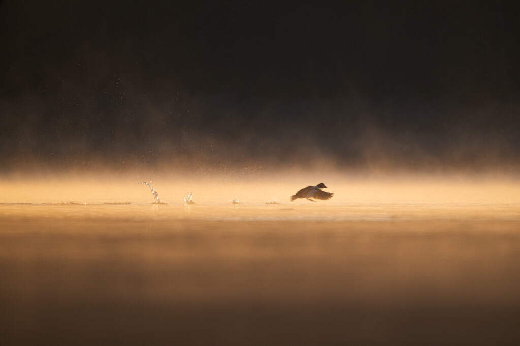 Gągoł startujący z wodnej tafli we mgle, w ciepłym świetle wschodu słońca