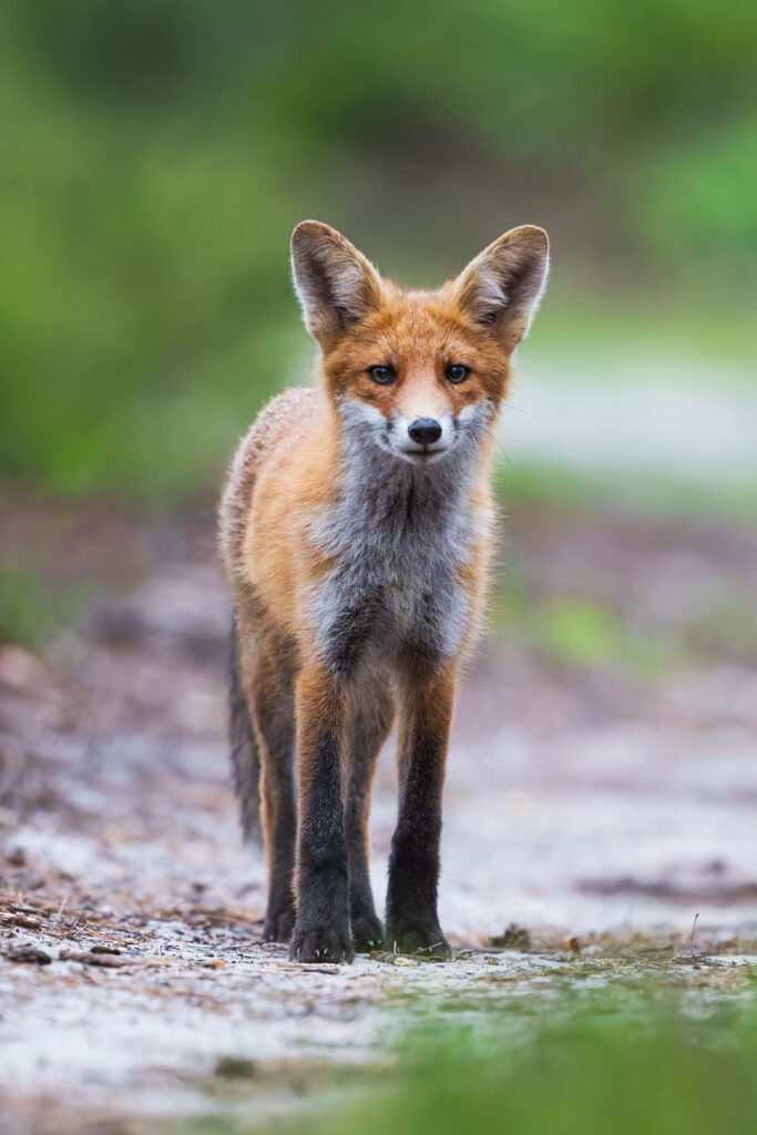 Bliski portret lisa rudego, uchwycony w naturalnym świetle w lesie