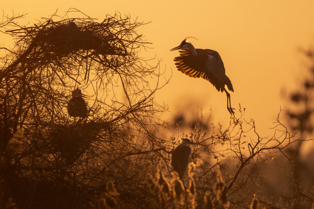Czapla siwa przylatująca do gniazda z młodymi, sfotografowana o zachodzie słońca – dzika przyroda Polski