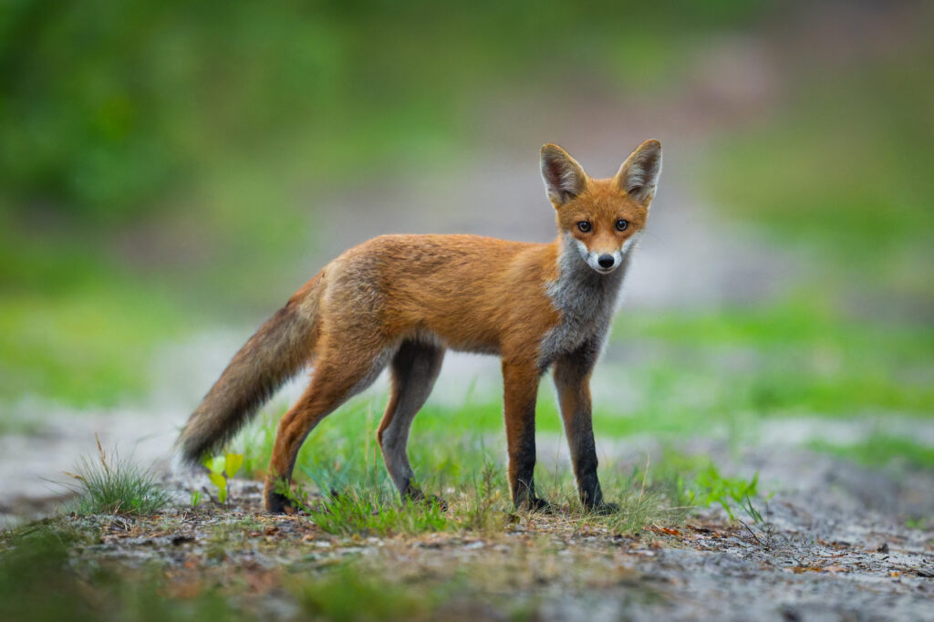 Zdjęcie młodego lisa rudego w naturalnym środowisku, na leśnej ścieżce o zmierzchu
