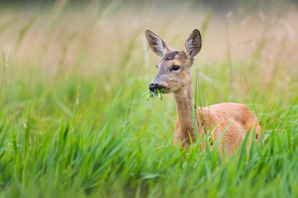 Sarna z liśćmi w pysku na tle rozmytej łąki w Polsce