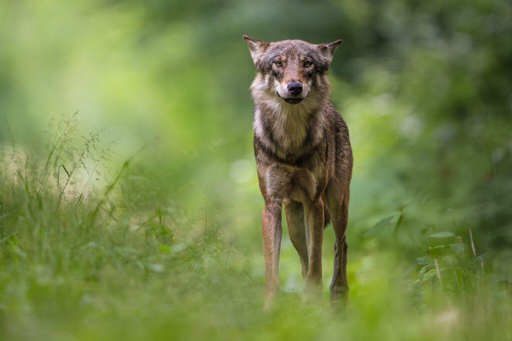 Wilk patrzący prosto w obiektyw na leśnej ścieżce