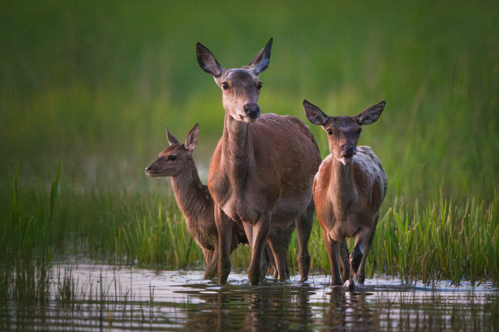 Łania z młodymi w wodzie o zmierzchu