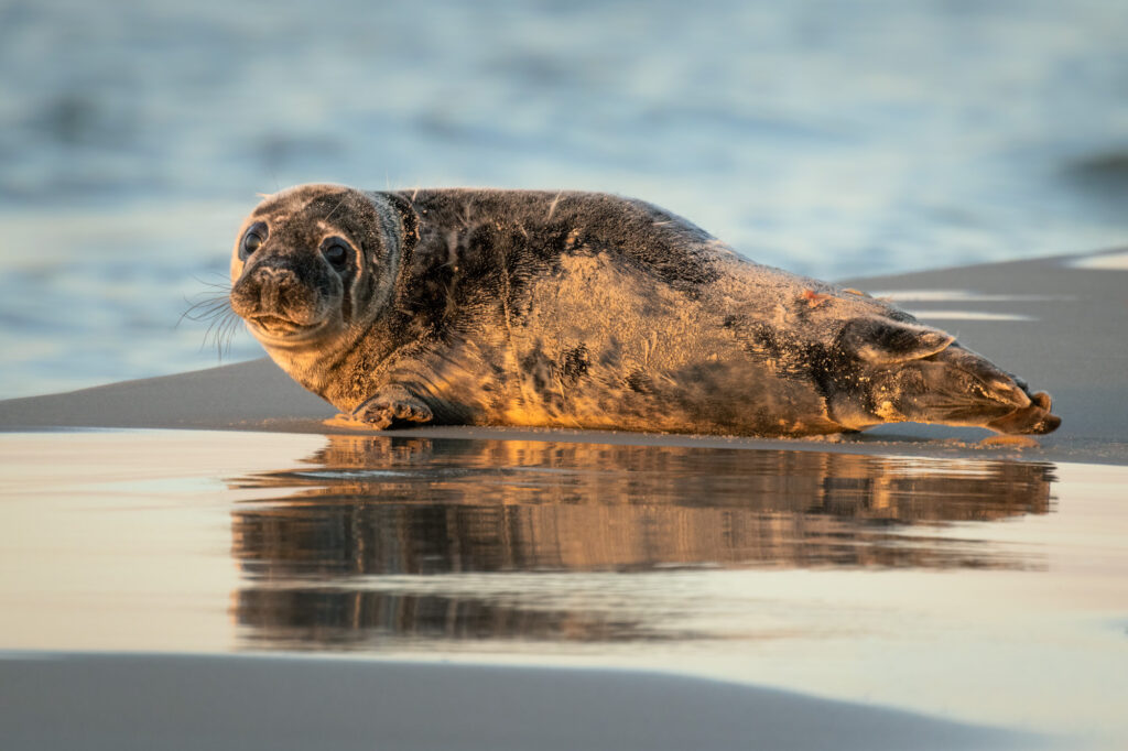 Foka szara leżąca na plaży o zachodzie słońca, z odbiciem w wodzie