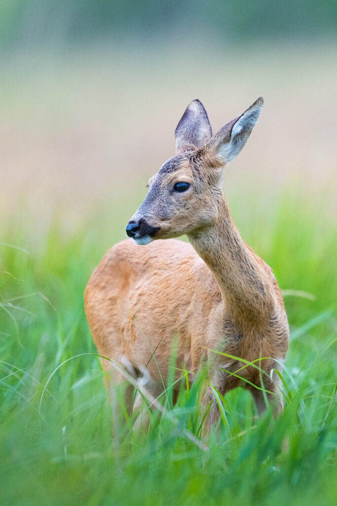 Sarna na tle rozmytego krajobrazu, ujęta w chwili czujności. Subtelny portret dzikiego ssaka